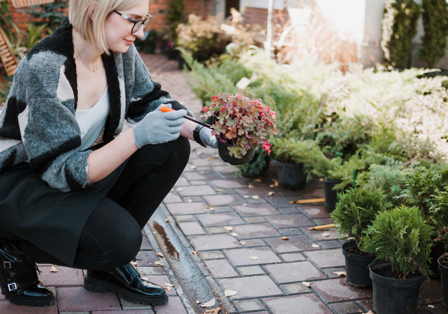 Hedging Plants Maintenance Adelaide