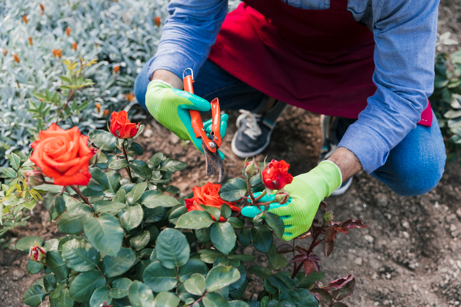 Rose Pruning Services Adelaide