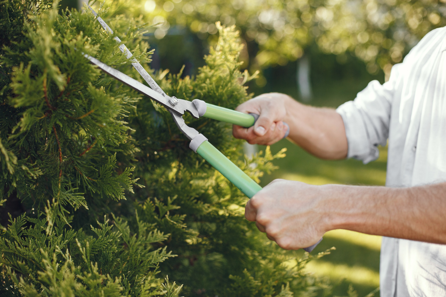 Grass Cutting Services Adelaide​