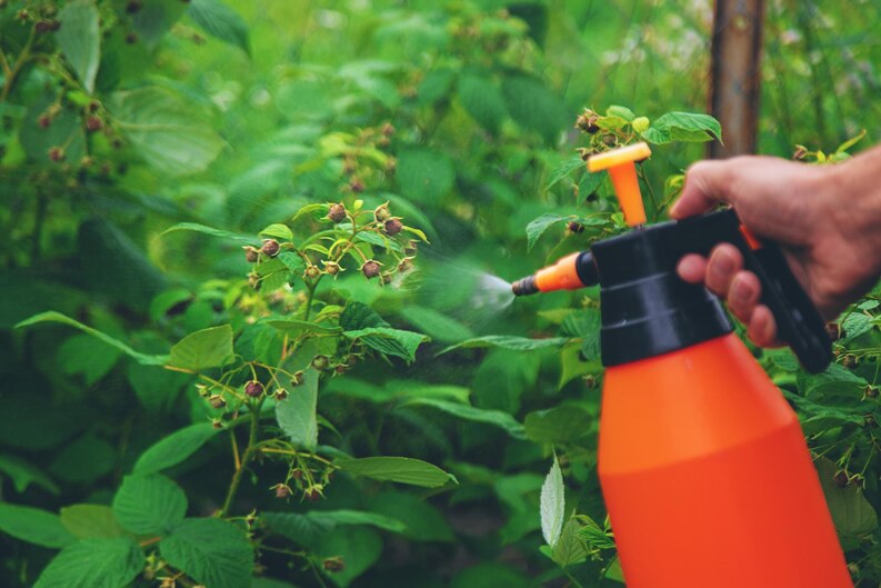 Weed Control Services Adelaide