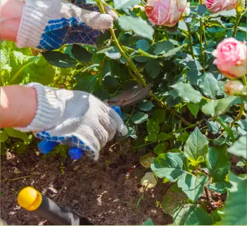 Rose Pruning Adelaide