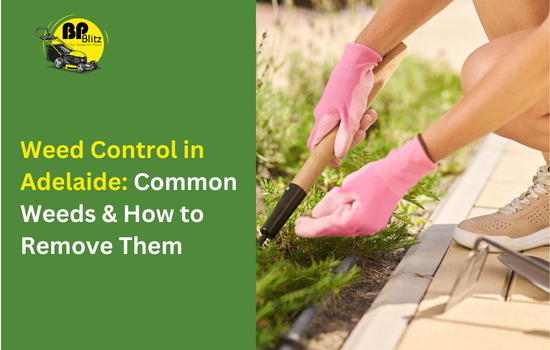 Weed Control in Adelaide: Common Weeds & How to Remove Them
