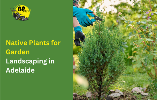 Native Plants for Garden Landscaping in Adelaide